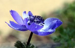 purple blooming flower