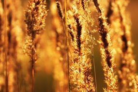 golden field in sunlight close up