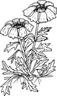 wonderful Wildflower drawing
