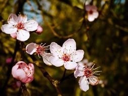 flowering almond branch