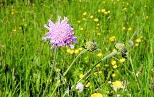 purple flowering field plant