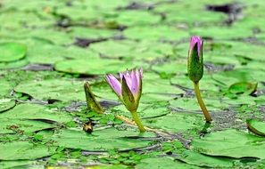 two closed lily on the pond