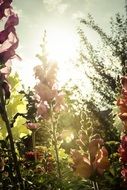 Colorful flowers in garden