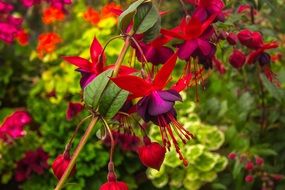 bright flowers in spring garden close up