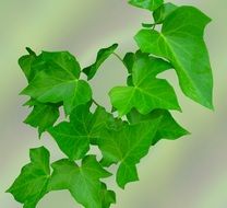 Green Climber Leaves