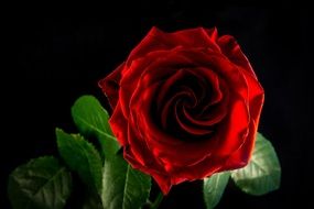 red velvety rose on a black background close-up