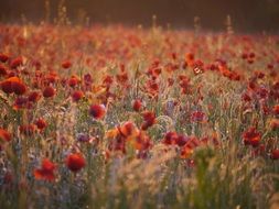 lot of red poppies on meadow