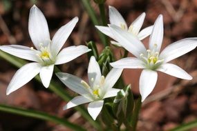 white mountain flowers close-up on blurred background