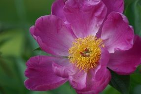 pink garden flower close-up