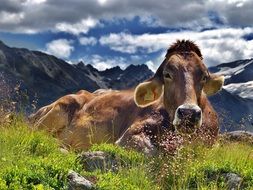 farm cow in the Alps