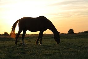 Horse Vista France