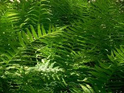 incomparable Fern Plant