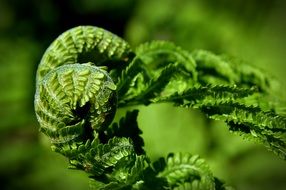 green fern plant photography