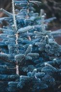 blue spruce close-up