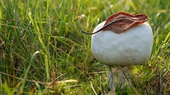 gorgeous Plant Mushroom