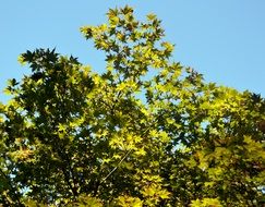 Green Maple Branches at blue sky