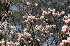 blooming magnolia tree