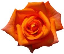 isolated Rose Orange Blossom petals