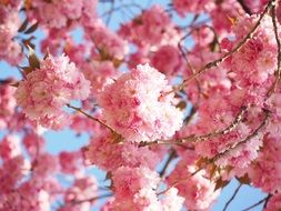 fluffy pink cherry blossoms