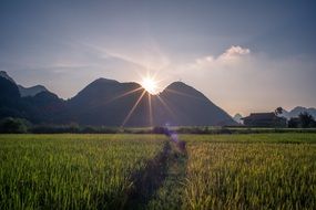 agricultural field in vietnam