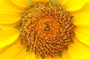 closeup picture of mid sunflower