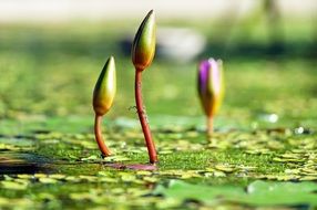 water lily buds in a pond
