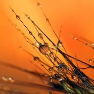 extraordinary beautiful Dewdrops