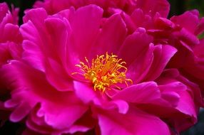 pink peony with yellow core closeup