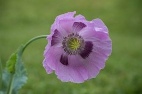 pale purple poppy close up