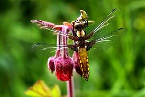 beautiful dragonfly on a pink flower