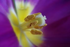 seeds of bright purple flower close up