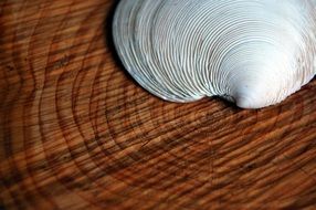 Shell Tree Rings