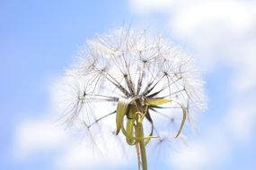 Dandelion Plant fluffy head macro