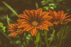 Beautiful and colorful flowers among the green plant
