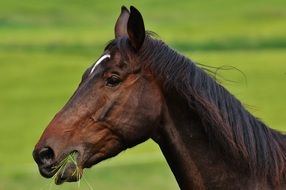 brown horse grazing on pasture