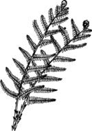 painted fern branch