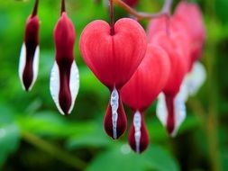 red bleeding heart in the garden