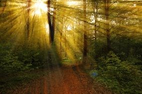 Rays Forest Nature
