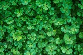 top view of green clover