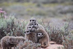 incredibly delicious Meerkat South Africa