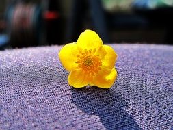 Buttercup Yellow Flower