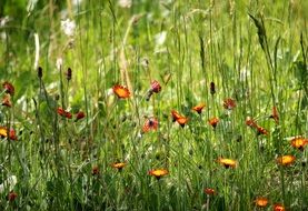 red Flowers with yellow centers in green Grass