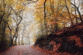 landscape of hiking trail in the autumn forest