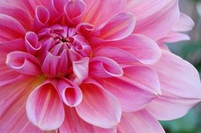 pink petals flower photography