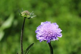 Scabious Pincushion Flower
