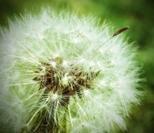 white Dandelion Plant