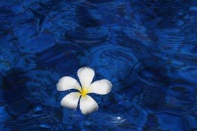 Flower in a water