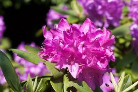 purple rhododendron inflorescence