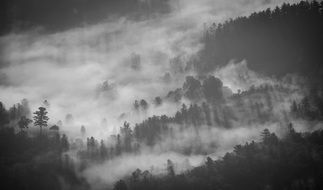 Landscape of mystical Foggy Forest