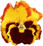 yellow pansy flower on a white background